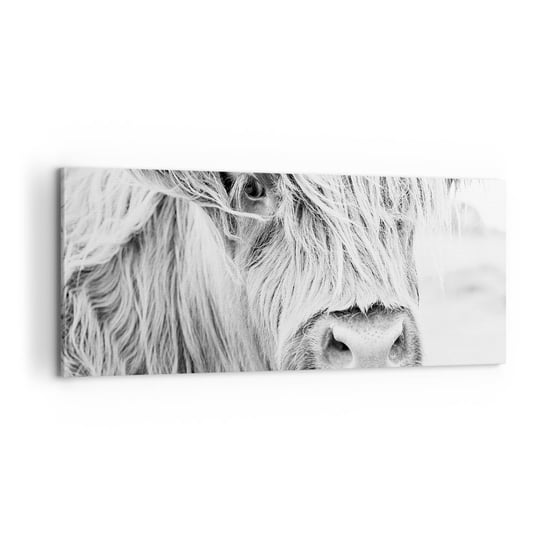 Obraz na płótnie - Szkocka dzikość - 100x40cm - Szkocka Krowa Górska Zwierzęta Czarno-Biały - Nowoczesny foto obraz w ramie do salonu do sypialni ARTTOR ARTTOR