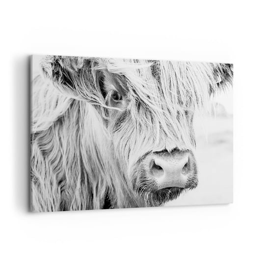 Obraz na płótnie - Szkocka dzikość - 100x70cm - Szkocka Krowa Górska Zwierzęta Czarno-Biały - Nowoczesny foto obraz w ramie do salonu do sypialni ARTTOR ARTTOR