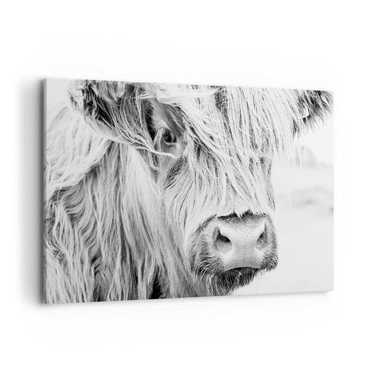 Obraz na płótnie - Szkocka dzikość - 120x80cm - Szkocka Krowa Górska Zwierzęta Czarno-Biały - Nowoczesny obraz na ścianę do salonu do sypialni ARTTOR ARTTOR