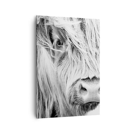 Obraz na płótnie - Szkocka dzikość - 70x100cm - Szkocka Krowa Górska Zwierzęta Czarno-Biały - Nowoczesny foto obraz w ramie do salonu do sypialni ARTTOR ARTTOR