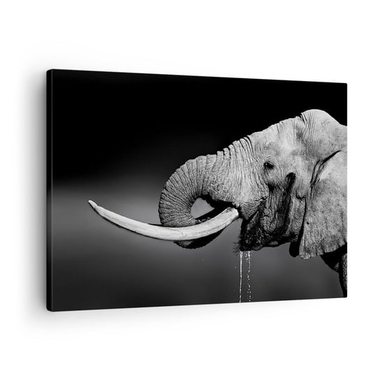 Obraz na płótnie - Tak, teraz dobrze - 70x50cm - Zwierzęta Słoń Afryka - Nowoczesny Canvas obraz do salonu do sypialni ARTTOR ARTTOR