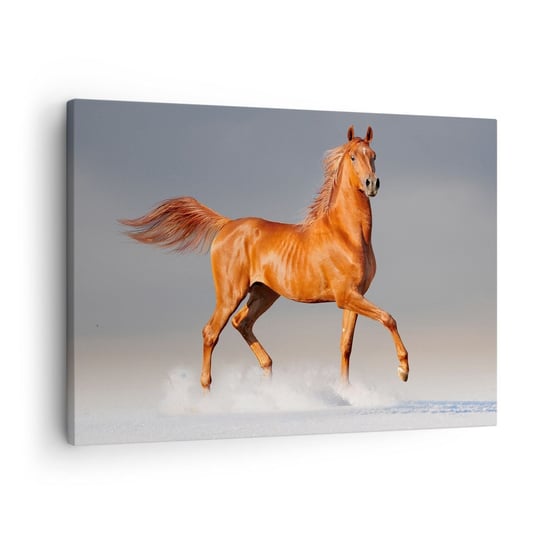 Obraz na płótnie - Tańcząca gracja - 70x50cm - Zwierzęta Koń Natura - Nowoczesny Canvas obraz do salonu do sypialni ARTTOR ARTTOR