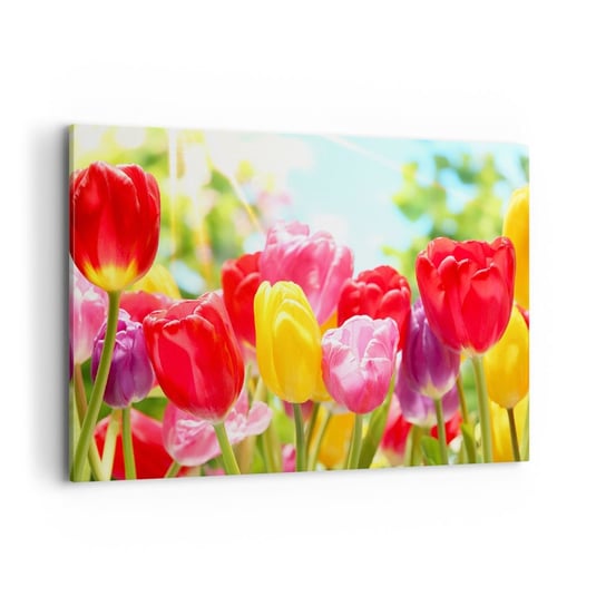 Obraz na płótnie - To my, kolory maja! - 100x70cm - Kwiaty Tulipany Ogród - Nowoczesny foto obraz w ramie do salonu do sypialni ARTTOR ARTTOR