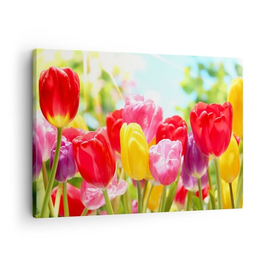 Obraz na płótnie - To my, kolory maja! - 70x50cm - Kwiaty Tulipany Ogród - Nowoczesny Canvas obraz do salonu do sypialni ARTTOR ARTTOR