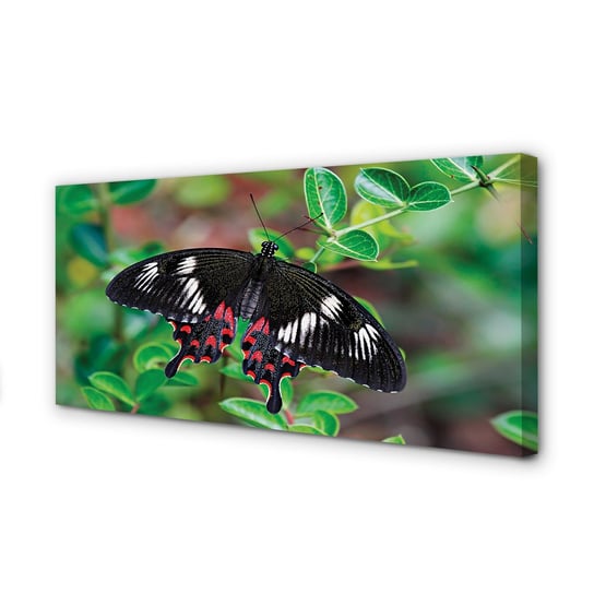 Obraz na płótnie TULUP Liście kolorowy motyl 120x60 cm cm Tulup