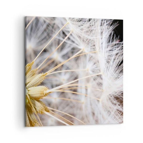Obraz na płótnie - Tuż przed odlotem - 50x50 cm - Obraz nowoczesny - Kwiat, Roślina, Natura, Dmuchawiec, Flora - AC50x50-3630 ARTTOR