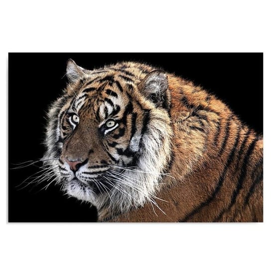 Obraz na płótnie, Tygrys 3, 120x80 cm Feeby