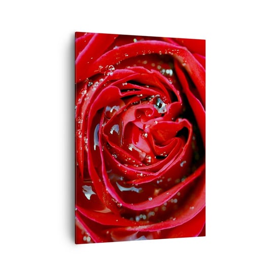 Obraz na płótnie - W kroplach rosy - 70x100cm - Kwiaty Czerwona Róża Miłość - Nowoczesny foto obraz w ramie do salonu do sypialni ARTTOR ARTTOR