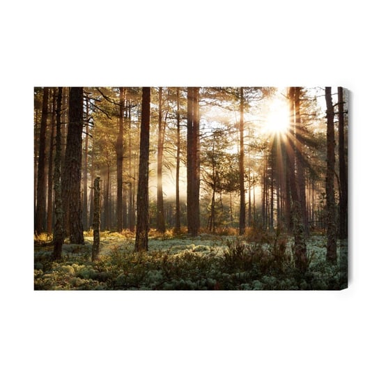 Obraz Na Płótnie Wschód Słońca W Lesie Iglastym 40x30 Inna marka