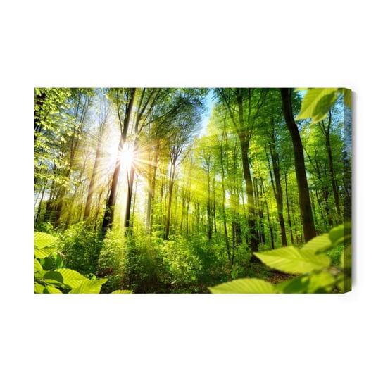 Obraz Na Płótnie Wschód Słońca W Zielonym Lesie 40x30 NC Inna marka
