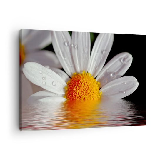 Obraz na płótnie - Wschodzące słońce margaretki - 70x50cm - Kwiat Rumianek Natura - Nowoczesny Canvas obraz do salonu do sypialni ARTTOR ARTTOR