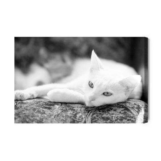 Obraz Na Płótnie Wypoczywający Biały Kot 70x50 NC Inna marka