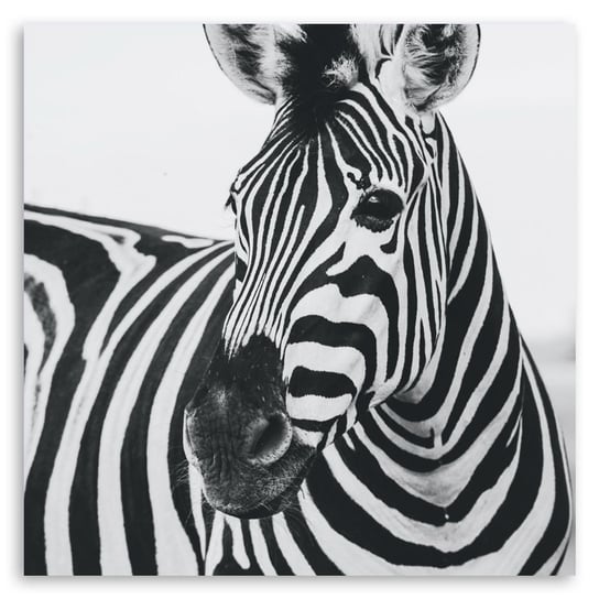 Obraz na płótnie Zebra Muzzle 60x60 Legendarte