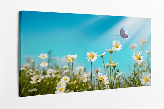 Obraz na płótno HOMEPRINT, pole stokrotek, motyl, promienia słoneczne 120x50 cm HOMEPRINT