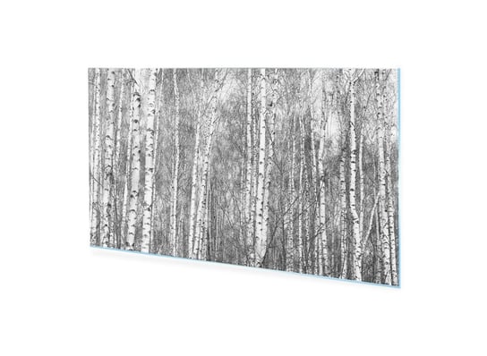 Obraz na szkle akrylowym HOMEPRINT Czarno-biały las brzozowy 100x50 cm HOMEPRINT