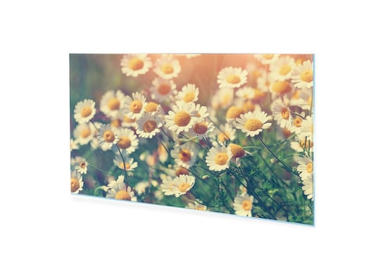 Obraz na szkle akrylowym HOMEPRINT Kwiaty dzikiego rumianku 100x50 cm HOMEPRINT