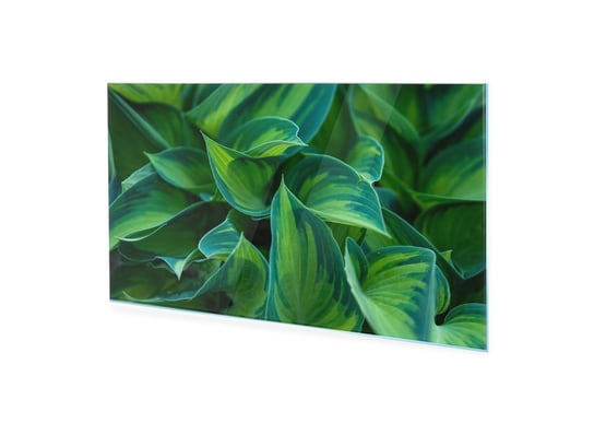 Obraz na szkle akrylowym HOMEPRINT Ostre zielone liście Funkia 100x50 cm HOMEPRINT
