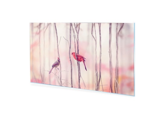 Obraz na szkle akrylowym HOMEPRINT Ptaki kardynała północnego 100x50 cm HOMEPRINT