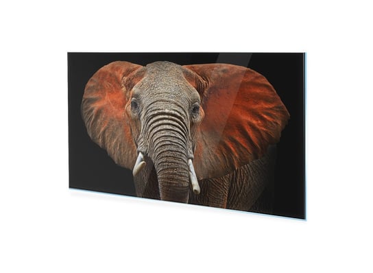 Obraz na szkle akrylowym HOMEPRINT Słonie 120x60 cm HOMEPRINT