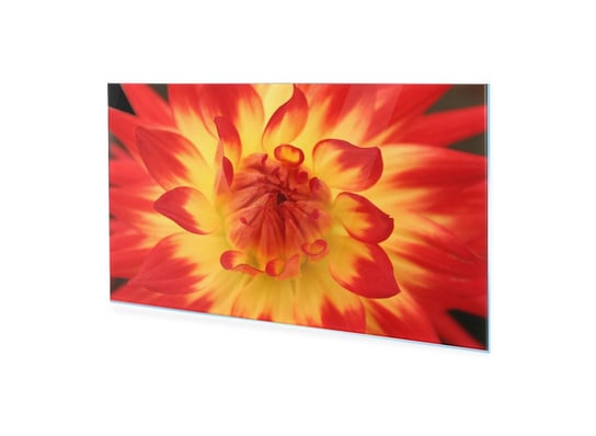 Obraz na szkle akrylowym HOMEPRINT Żółto czerwony kwiat dalia 100x50 cm HOMEPRINT