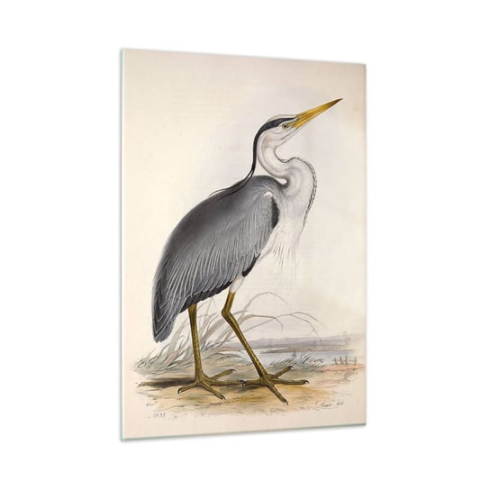 Obraz na szkle - Czapli wdzięk - 50x70cm - Ptak Vintage Rysunek - Nowoczesny szklany obraz do salonu do sypialni ARTTOR ARTTOR