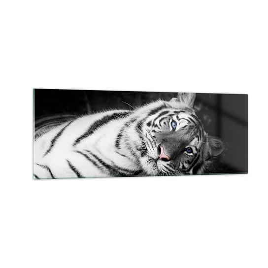 Obraz na szkle - Dzikość i spokój - 140x50cm - Tygrys Biały Tygrys Zwierzęta - Nowoczesny szklany obraz do salonu do sypialni ARTTOR ARTTOR