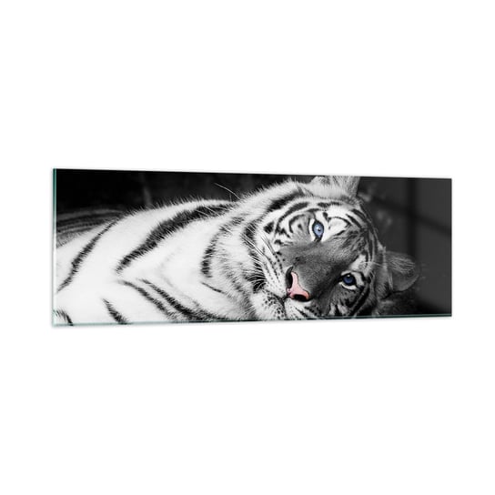 Obraz na szkle - Dzikość i spokój - 90x30cm - Tygrys Biały Tygrys Zwierzęta - Nowoczesny szklany obraz do salonu do sypialni ARTTOR ARTTOR