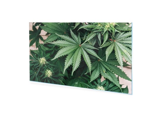 Obraz Na Szkle Homeprint Duże Zielone Liście Marihuany 100X50 Cm HOMEPRINT