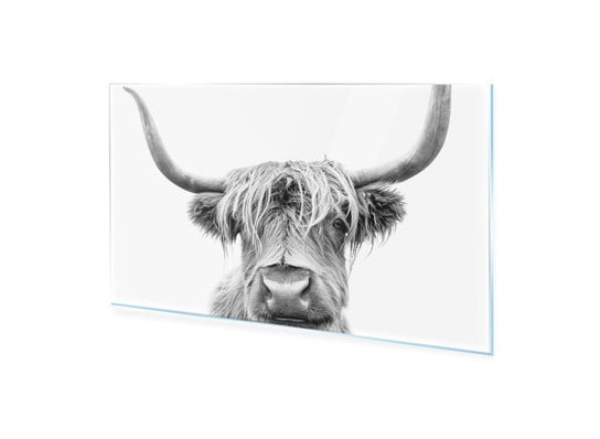 Obraz Na Szkle Homeprint Krowa Rasy Highland W Szkocji 140X70 Cm HOMEPRINT