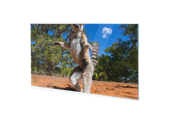 Obraz na szkle HOMEPRINT Lemur na Madagaskarze 125x50 cm HOMEPRINT