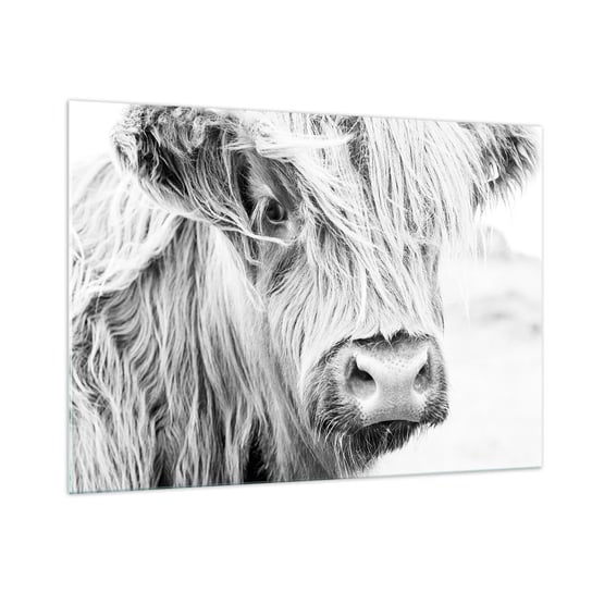 Obraz na szkle - Szkocka dzikość - 100x70cm - Szkocka Krowa Górska Zwierzęta Czarno-Biały - Nowoczesny foto szklany obraz do salonu do sypialni ARTTOR ARTTOR