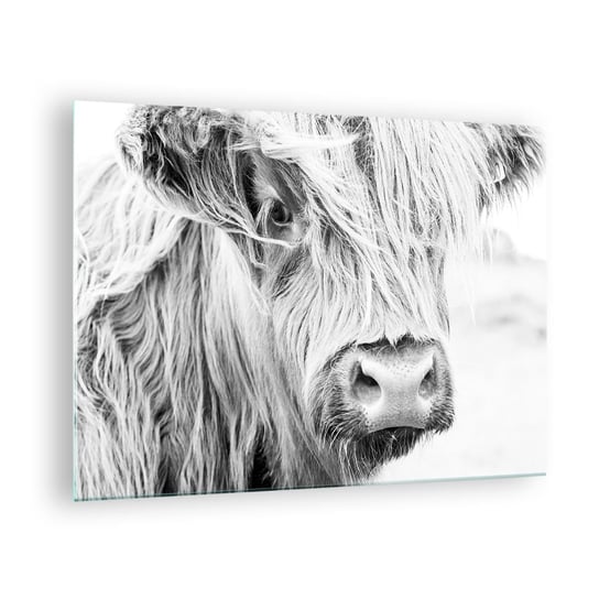 Obraz na szkle - Szkocka dzikość - 70x50cm - Szkocka Krowa Górska Zwierzęta Czarno-Biały - Nowoczesny szklany obraz do salonu do sypialni ARTTOR ARTTOR
