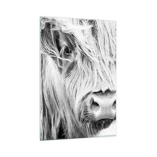 Obraz na szkle - Szkocka dzikość - 80x120cm - Szkocka Krowa Górska Zwierzęta Czarno-Biały - Nowoczesny szklany obraz na ścianę do salonu do sypialni ARTTOR ARTTOR