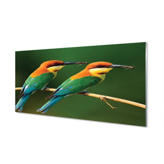 Obraz na szkle TULUP Kolorowe papugi na gałęzi, 100x50 cm cm Tulup
