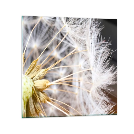 Obraz na szkle - Tuż przed odlotem - 60x60 cm - Obraz nowoczesny - Kwiat, Roślina, Natura, Dmuchawiec, Flora - GAC60x60-3630 ARTTOR