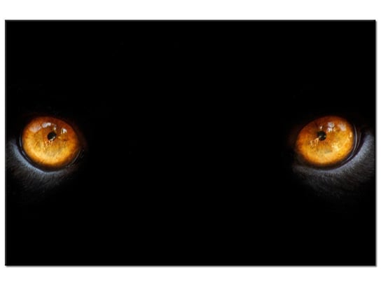 Obraz Oczy pantery, 60x40 cm Oobrazy
