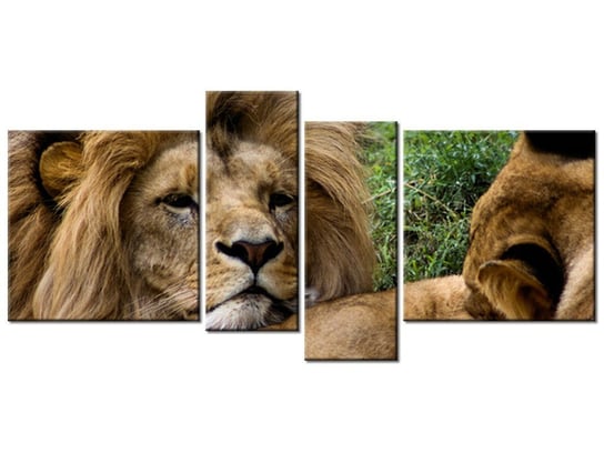 Obraz Odpoczynek lwów, 4 elementy, 120x55 cm Oobrazy