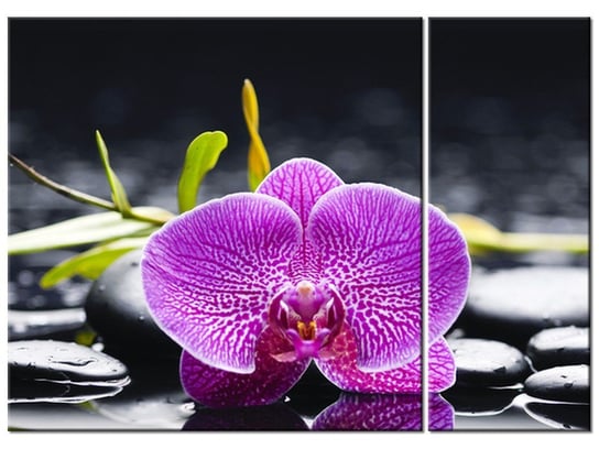 Obraz Orchidea, 2 elementy, 70x50 cm Oobrazy