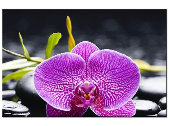 Obraz Orchidea, 30x20 cm Oobrazy