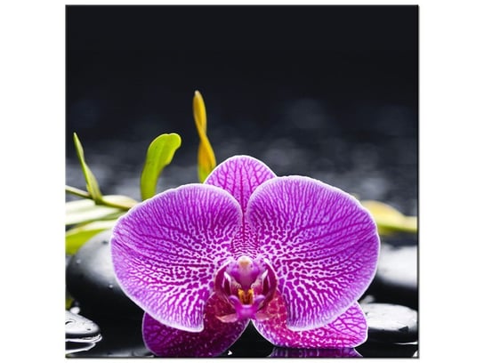 Obraz Orchidea, 30x30 cm Oobrazy