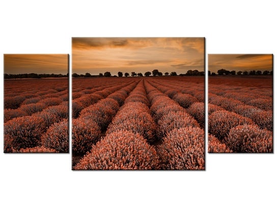 Obraz Oszałamiający krajobraz z lawendą w pomarańczu, 3 elementy, 80x40 cm Oobrazy