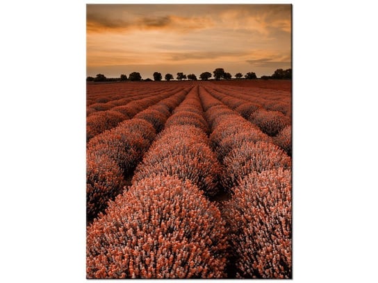 Obraz Oszałamiający krajobraz z lawendą w pomarańczu, 30x40 cm Oobrazy