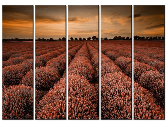 Obraz Oszałamiający krajobraz z lawendą w pomarańczu, 5 elementów, 225x160 cm Oobrazy