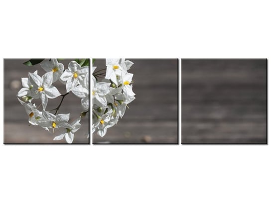 Obraz Owocne kwiaty - Mathias Erhart, 3 elementy, 90x30 cm Oobrazy