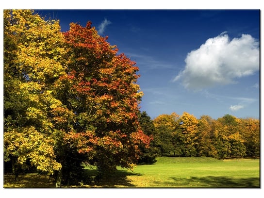 Obraz Park jesienią, 100x70 cm Oobrazy