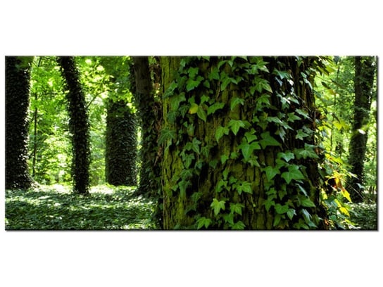 Obraz Parkowy bluszcz, 115x55 cm Oobrazy
