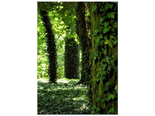 Obraz, Parkowy bluszcz, 50x70 cm Oobrazy