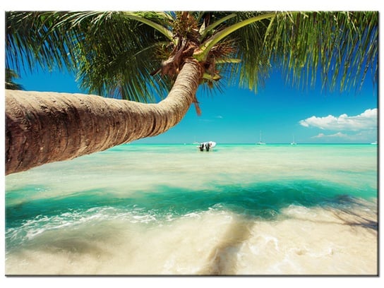 Obraz Piękna palma nad Morzem Karaibskim, 70x50 cm Oobrazy