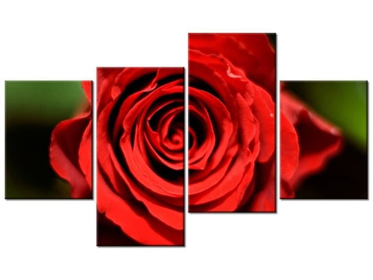 Obraz, Piękna rozkwitająca róża, 4 elementy, 120x70 cm Oobrazy