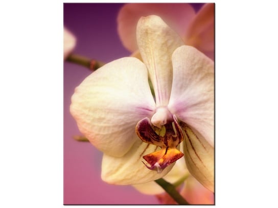 Obraz Piękne kwiatki, 30x40 cm Oobrazy